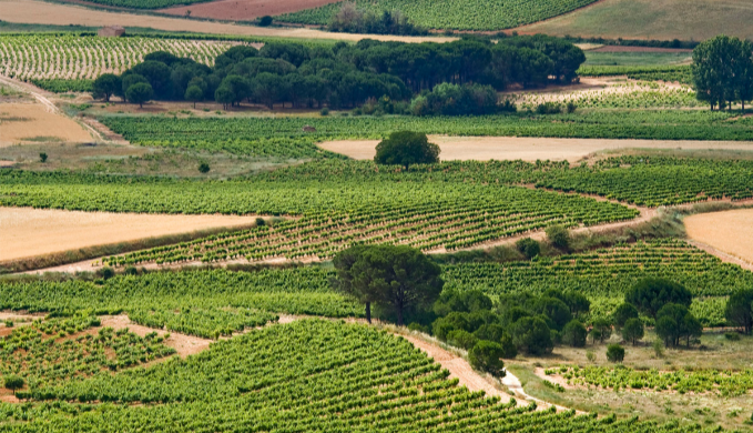 Bodegas Protos