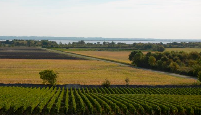 Château Le Boscq