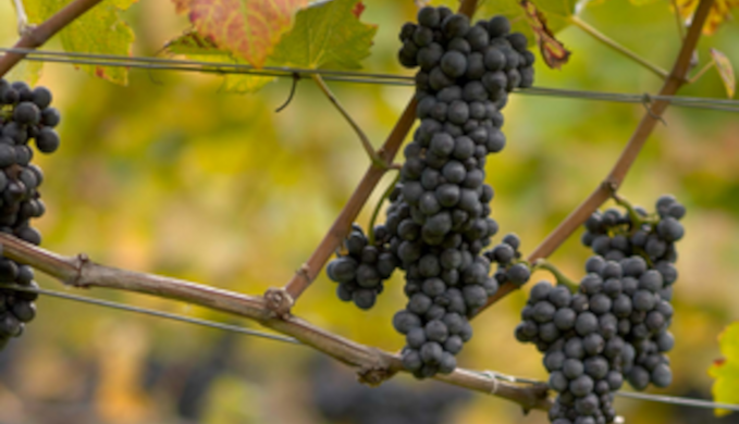 Weingut Gantenbein Logo Schweiz