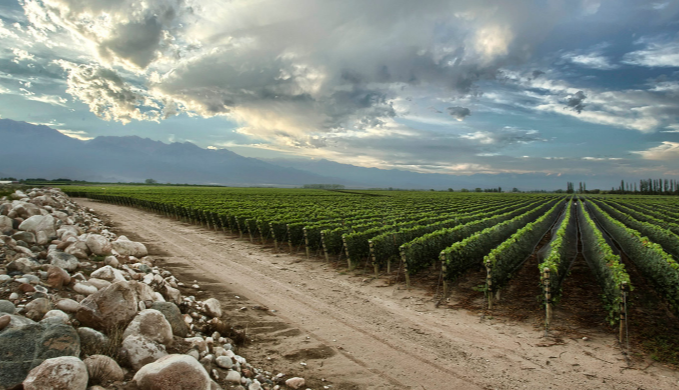 Zuccardi_Logo