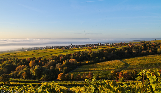 Weingut Prinz