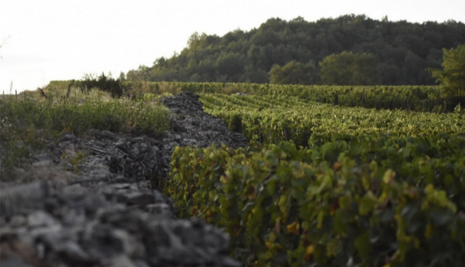 Domaine Francois Carillon