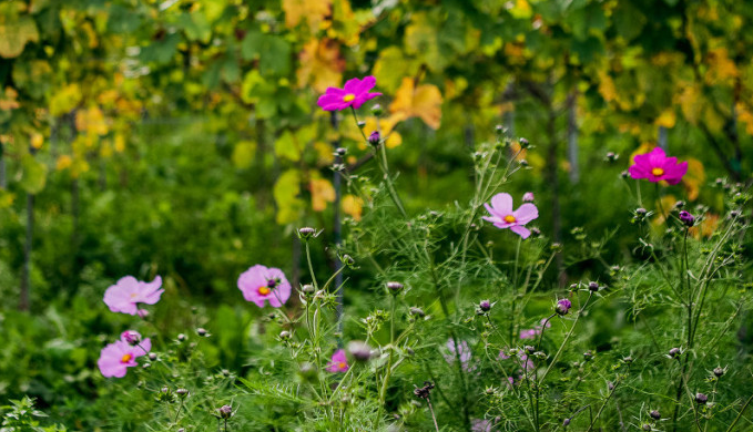 Weingut Gebrüder Mathis Weingut Gebrüder Mathis